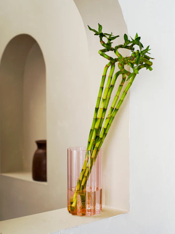 Lucky Bamboo Stick (Dracaena Braunii)