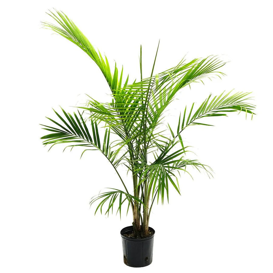 Majesty Palm (Ravenea rivularis) (Majestic palm)