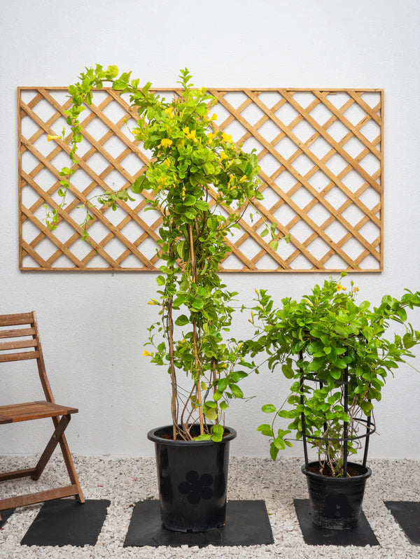 Mandevilla Climber (Mandevilla Splendens)