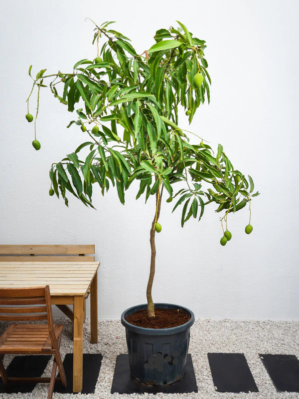 Mango (Mangifera indica)