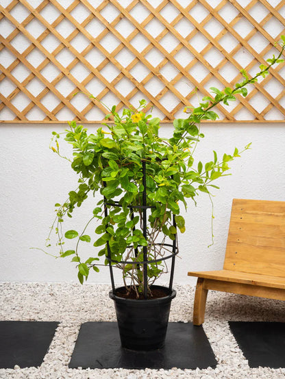 Mandevilla Climber (Mandevilla Splendens)