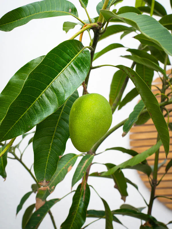 Mango (Mangifera indica)