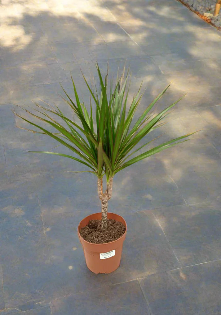 Dracaena Marginata (Dragon tree)