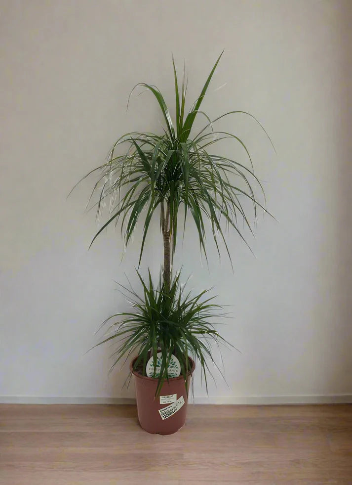 Dracaena Marginata (Dragon tree)
