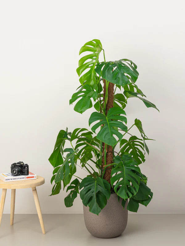 Monstera / Monstera Deliciosa / The Hurricane / Swiss Cheese Plant