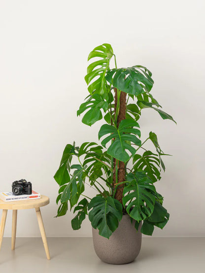 Monstera / Monstera Deliciosa / The Hurricane / Swiss Cheese Plant