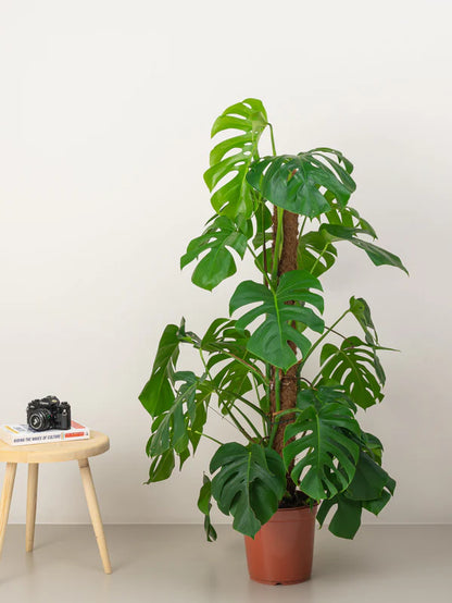 Monstera / Monstera Deliciosa / The Hurricane / Swiss Cheese Plant