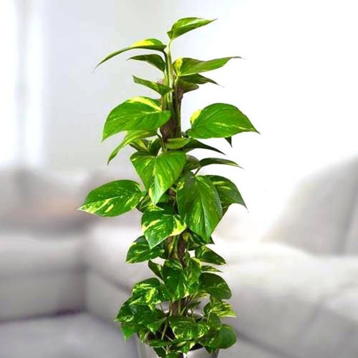 Money Plant / Epipremnum Pinnatum / Moss Stick /