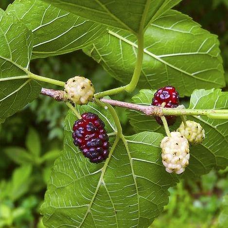 Mulberry Tree (Morus alba)
