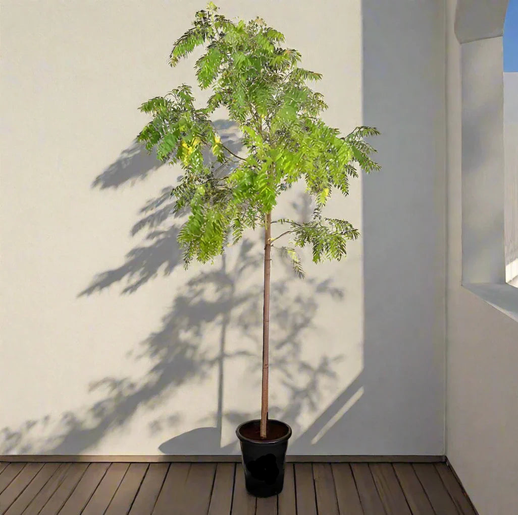 Neem Tree (Azadirachta Indica)