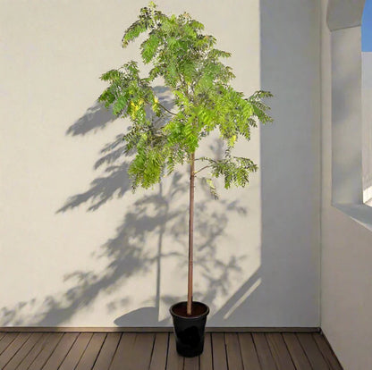 Neem Tree (Azadirachta Indica)