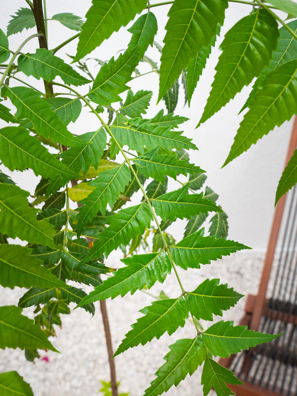 Neem Tree (Azadirachta Indica)