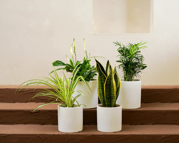 Plant Newbie (Spathiphyllum | Chlorophytum Comosum | Chamaedorea Elegans | Sansevieria Trifasciata)