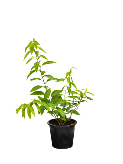 Night Queen (Cestrum Nocturnum)