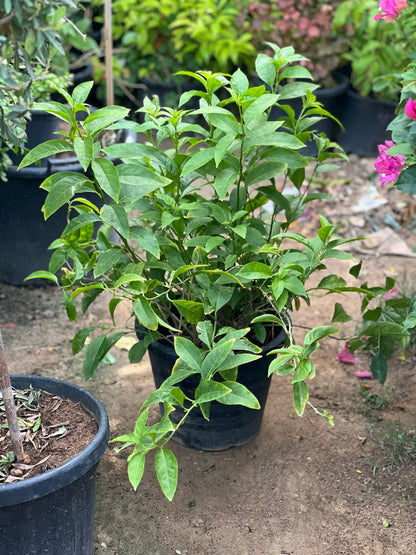 Night Queen (Cestrum Nocturnum)