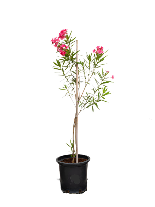Nerium Oleander (Nerium Oleander)