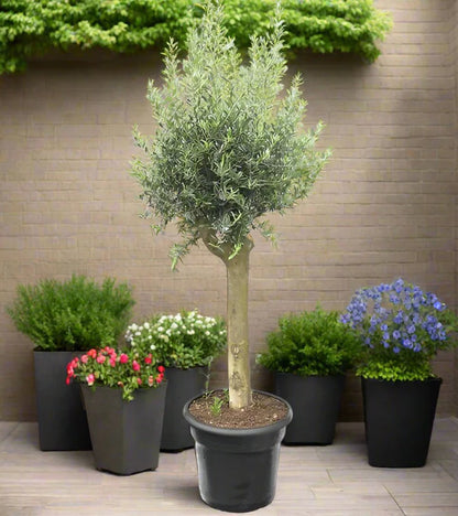 Olive Tree (Olea europaea)