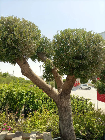 Olive Tree (Olea europaea)