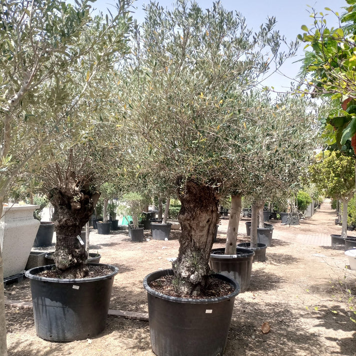 Olive Tree (Olea europaea)