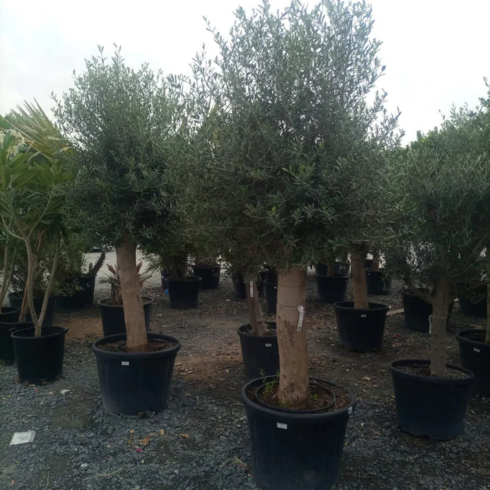 Olive Tree (Olea europaea)