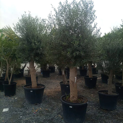 Olive Tree (Olea europaea)