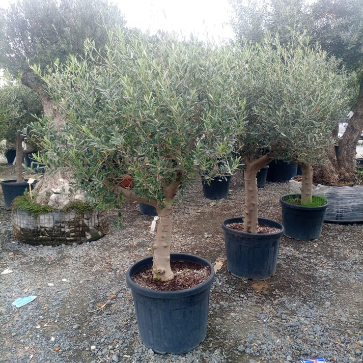 Olive Tree (Olea europaea)