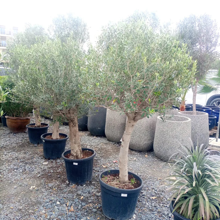 Olive Tree (Olea europaea)
