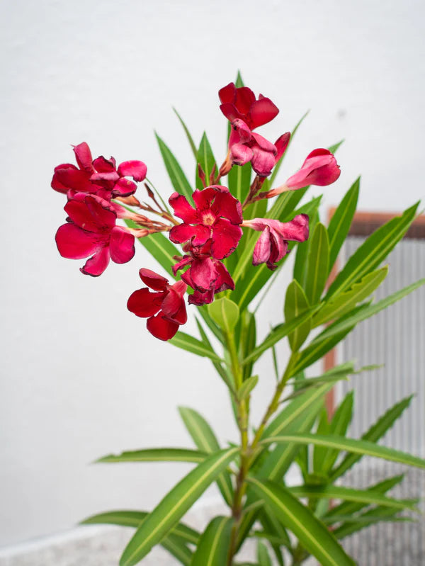 Nerium Oleander (Nerium Oleander)
