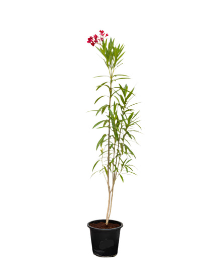 Nerium Oleander (Nerium Oleander)