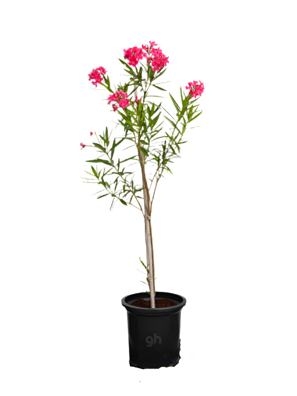 Nerium Oleander (Nerium Oleander)