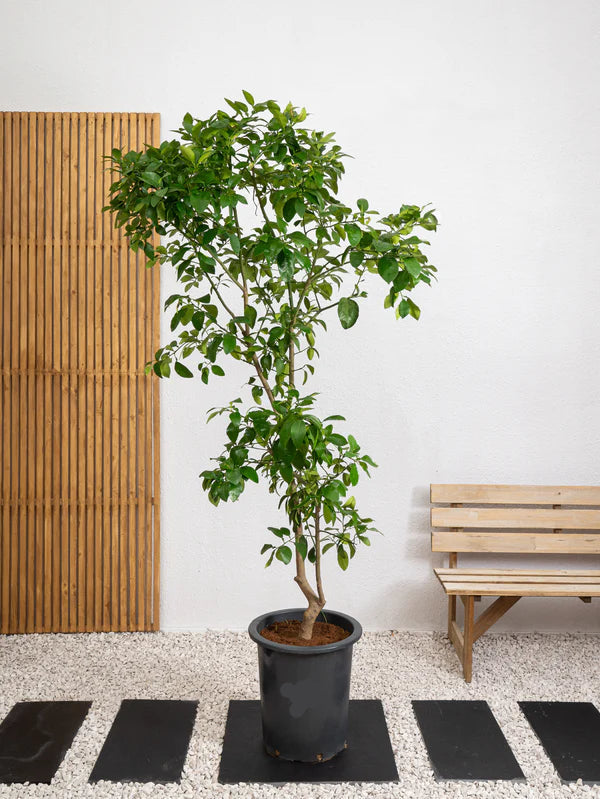 Orange Tree (Citrus Orange)