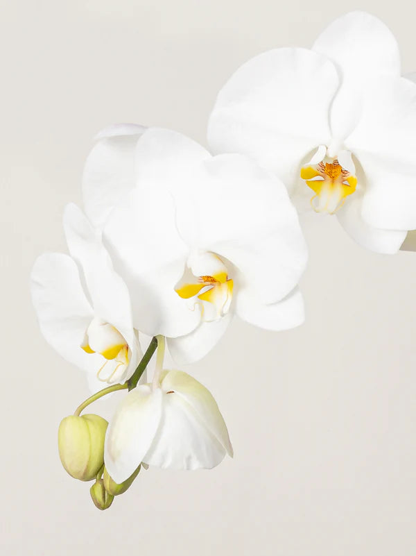 Orchid (Phalaenopsis)
