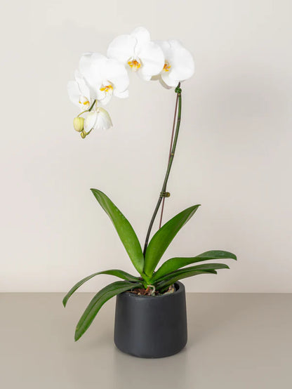 Orchid (Phalaenopsis)