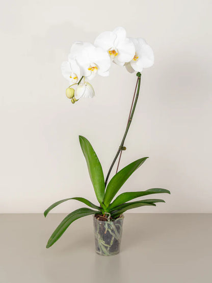 Orchid (Phalaenopsis)