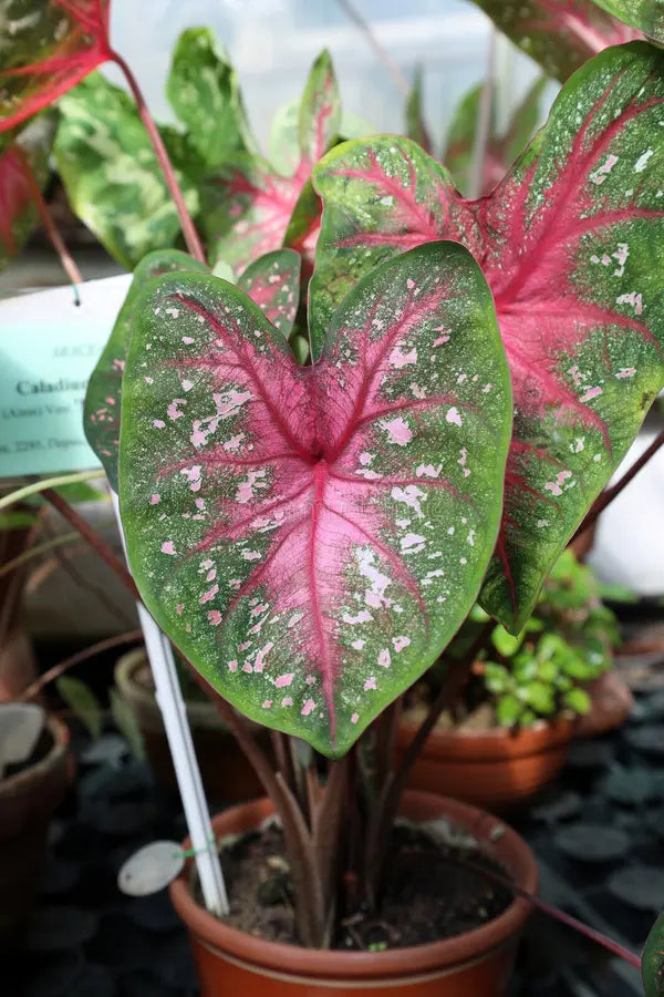 Begonia Leaf / Magic Colours / Macarena