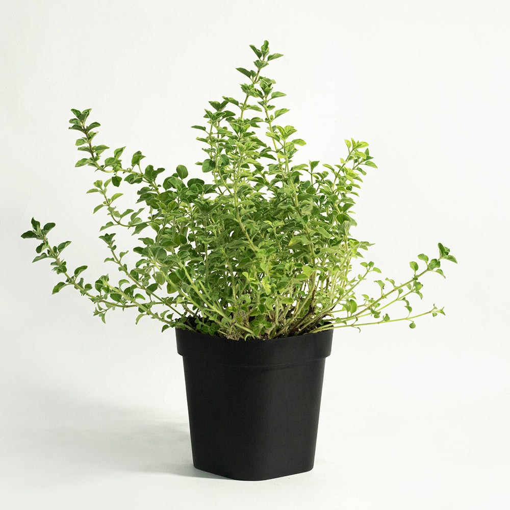 Oregano