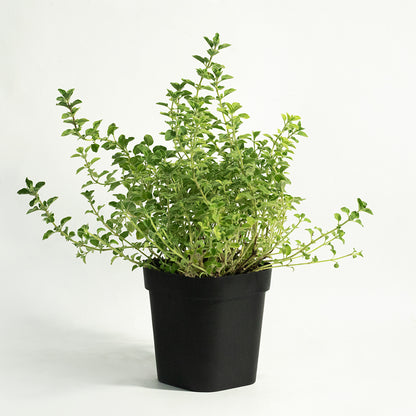 Oregano