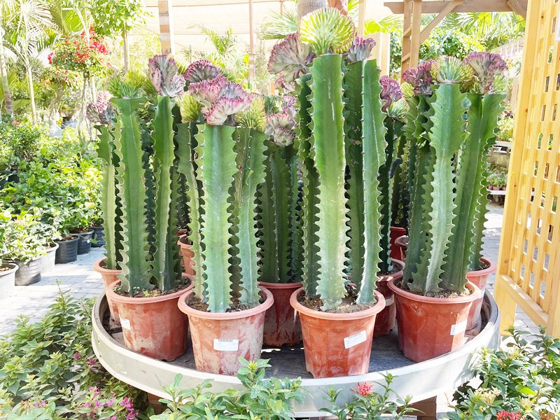 Euphorbia Cactus/Euphorbia eritrea