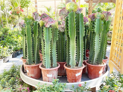 Euphorbia Cactus/Euphorbia eritrea