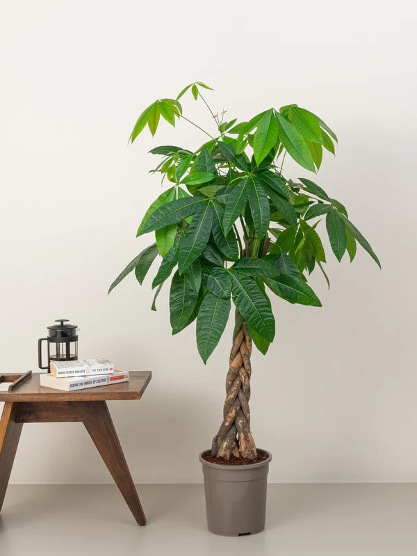 Pachira Aquatica / Water Chestnut / Money Tree