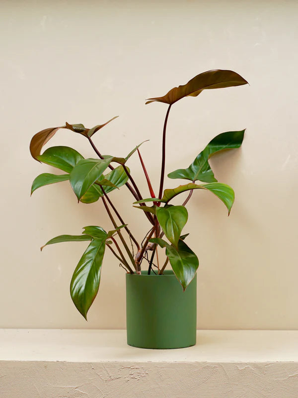 Philodendron Florida Red (Philodendron ‘Florida Red’)