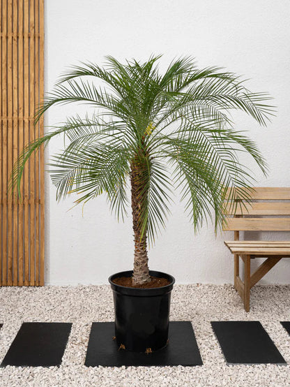 Phoenix Palm (Phoenix Roebelenii)