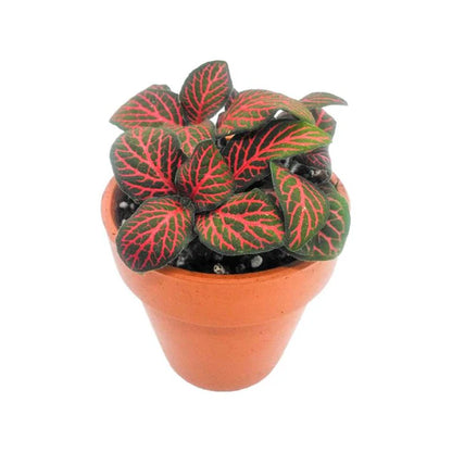 Fittonia / Fittonia albivenis /6 plant