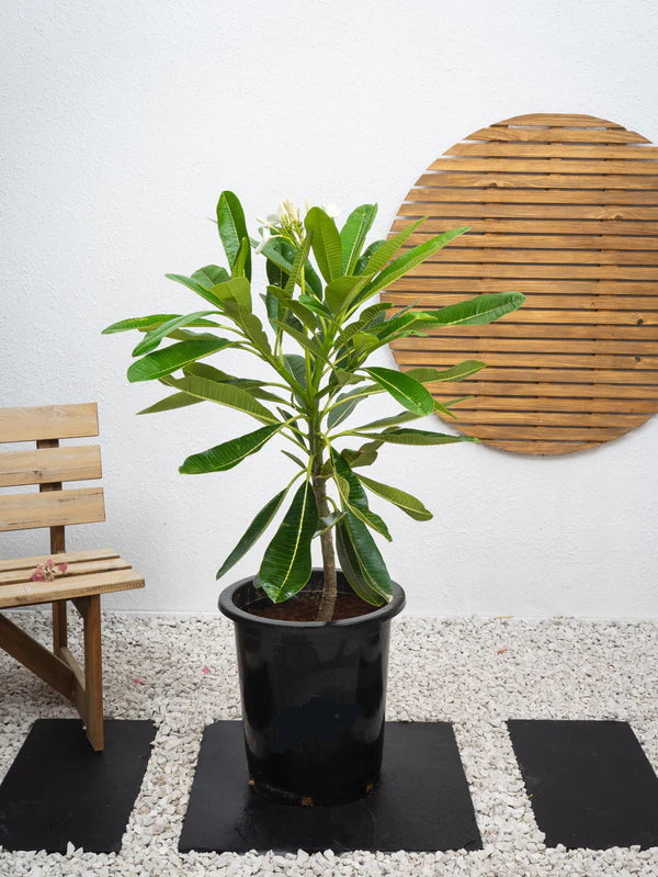 Plumeria / Frangipani Tree (Plumeria Obtusa)