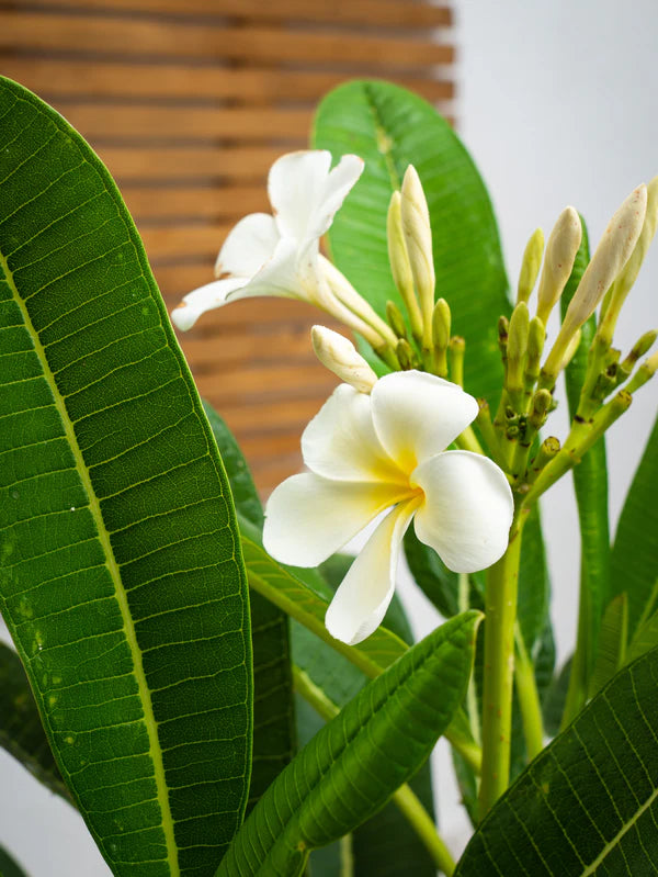 Plumeria / Frangipani Tree (Plumeria Obtusa)