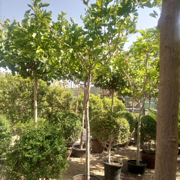 Pongamia Glabra (Millettia pinnata)