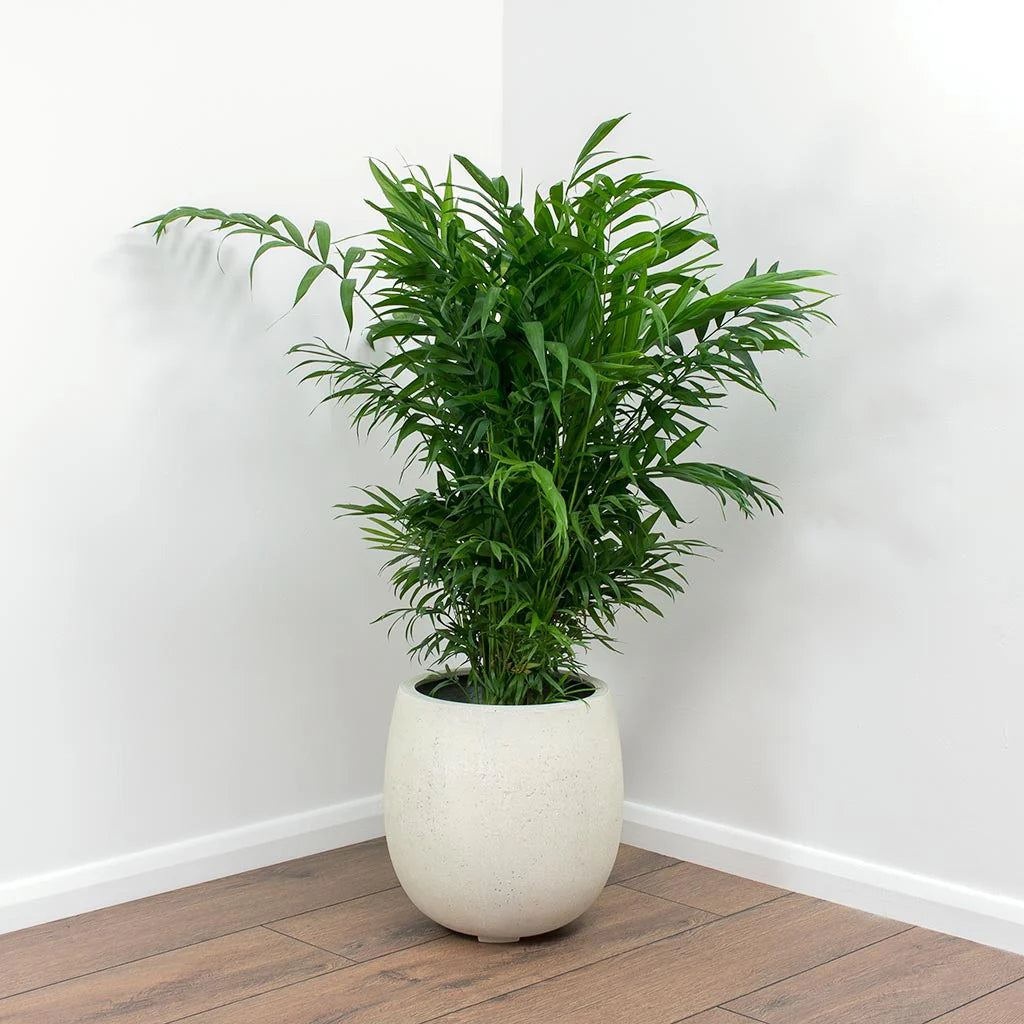 Parlor Palm / Chamaedorea Elegans