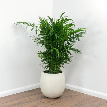 Parlor Palm / Chamaedorea Elegans