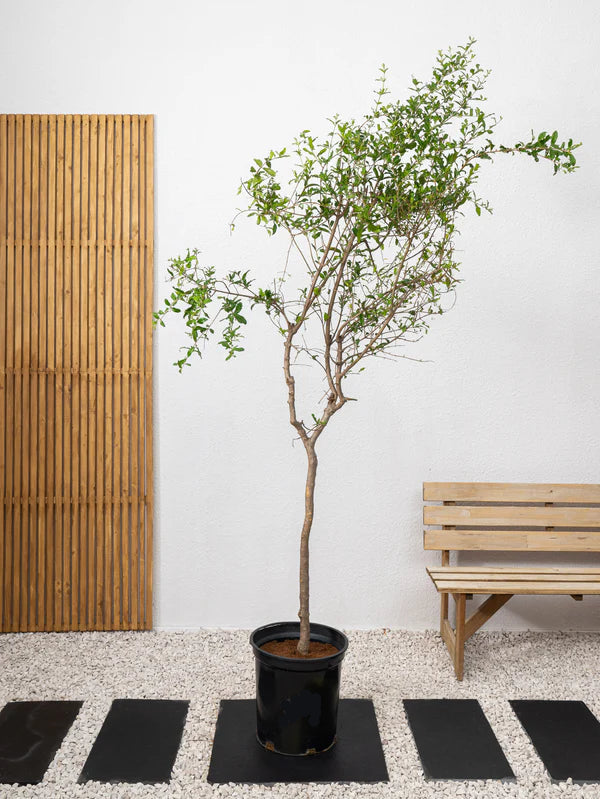 Pomegranate Tree (Punica granatum)