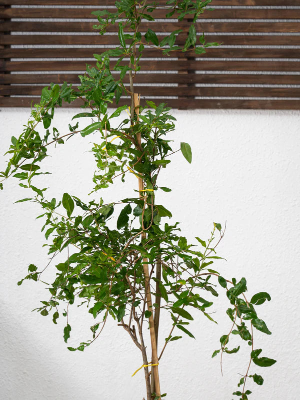 Pomegranate Tree (Punica granatum)